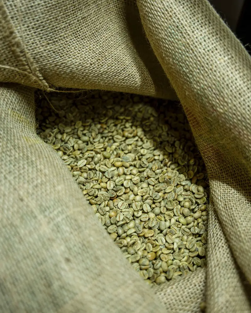Green Arabica coffee beans in a jute sack