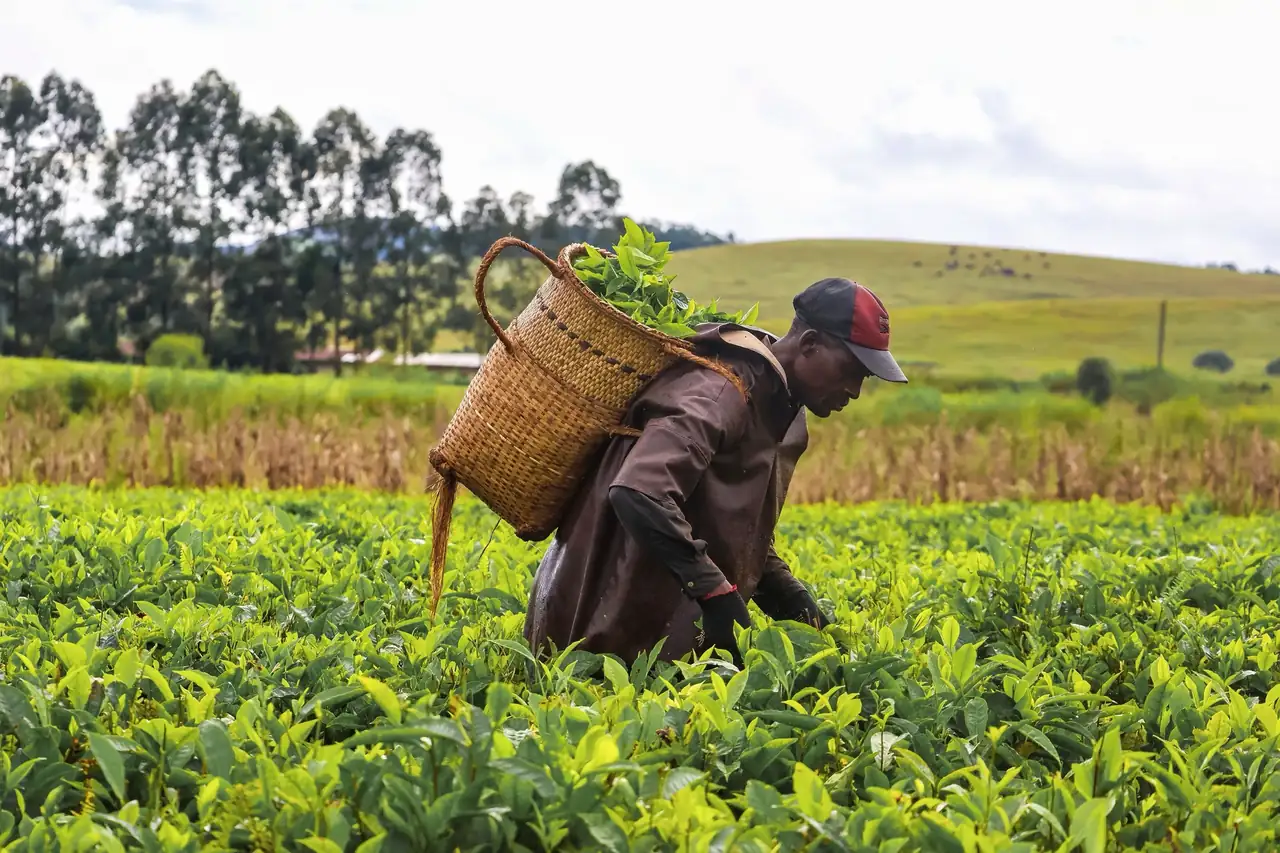 Tea picker plucking leaf into the basket on his back, hills behind