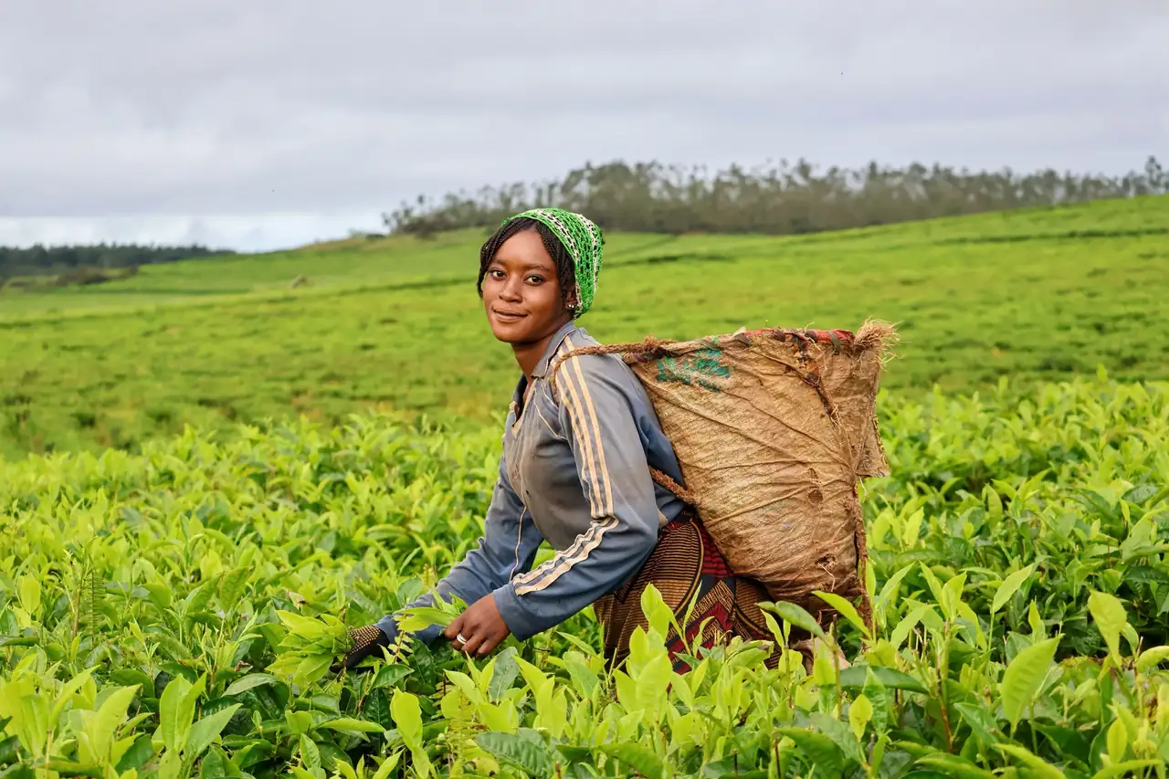 Tea picker smiling among the tea bushes