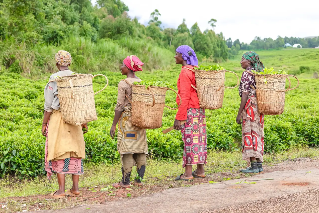 Tea pickers with wicker baskets walking beside a tea garden